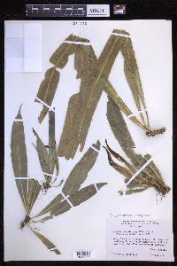 Campyloneurum xalapense image
