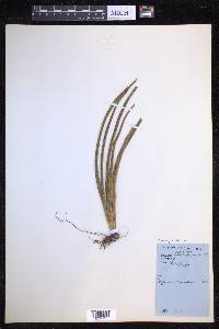 Campyloneurum angustifolium image