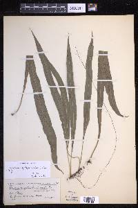 Campyloneurum lapathifolium image