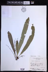 Campyloneurum xalapense image