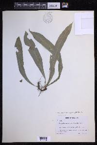 Campyloneurum aphanophlebium image