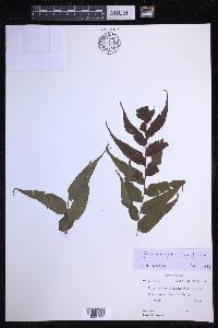 Goniophlebium argutum image