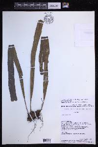 Campyloneurum chlorolepis image