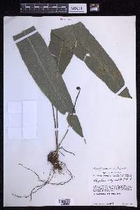 Campyloneurum xalapense image