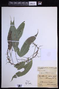 Campyloneurum sphenodes image