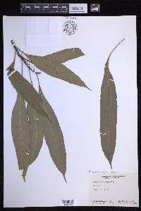 Campyloneurum repens image