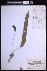 Goniophlebium persicifolium image