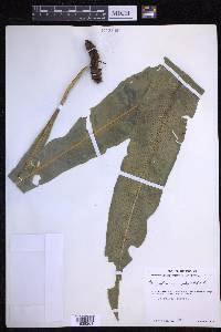 Campyloneurum phyllitidis image
