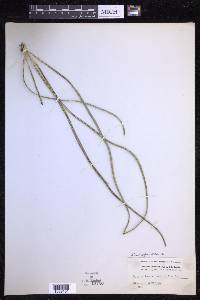 Campyloneurum angustifolium image