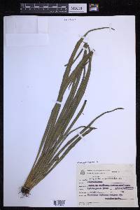 Campyloneurum angustifolium image