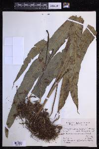 Campyloneurum lorentzii image