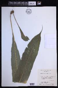 Campyloneurum tenuipes image