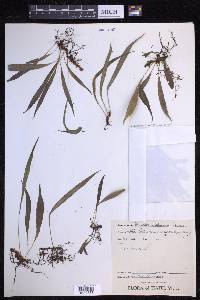 Campyloneurum vulpinum image