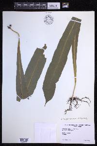 Campyloneurum xalapense image
