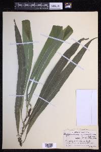 Campyloneurum serpentinum image