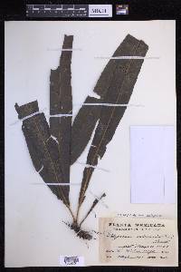 Campyloneurum xalapense image