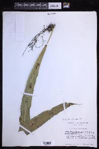 Campyloneurum costatum image