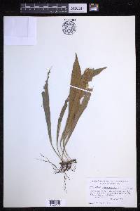 Campyloneurum costatum image