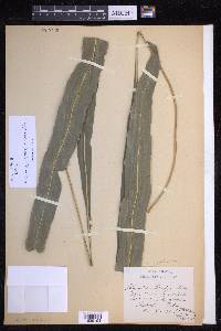 Campyloneurum lorentzii image
