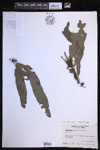Campyloneurum serpentinum image