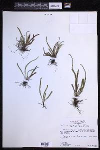 Cochlidium seminudum image