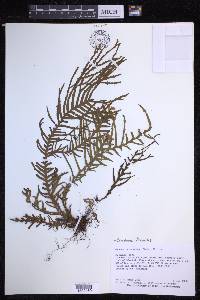 Ceradenia fucoides image