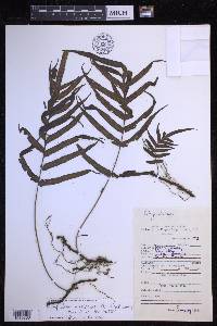 Goniophlebium mengtzeense image