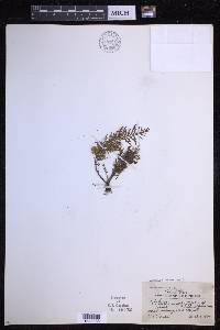 Tomophyllum millefolium image