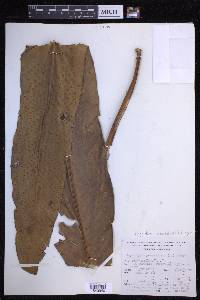 Niphidium crassifolium image