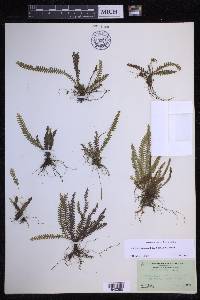 Lellingeria suspensa image
