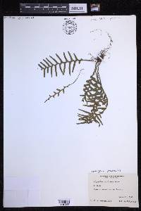 Lellingeria subsessilis image