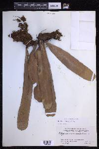 Niphidium crassifolium image