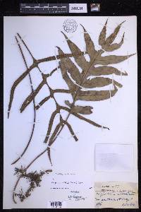 Selliguea triloba image