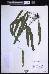 Enterosora trifurcata image