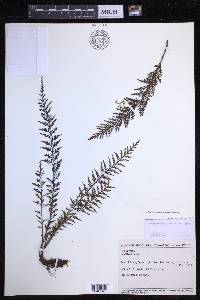 Tomophyllum millefolium image