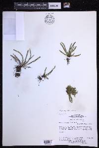 Moranopteris nana image