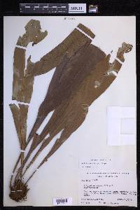 Niphidium crassifolium image
