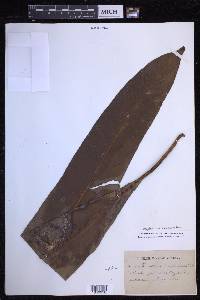 Niphidium crassifolium image