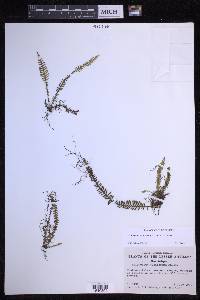 Lellingeria suspensa image