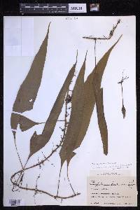 Microgramma percussa image