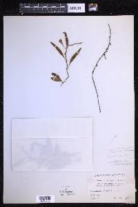 Microgramma piloselloides image