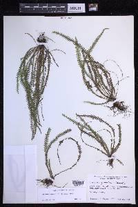 Lellingeria suspensa image