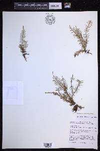 Tomophyllum bipinnatifidum image