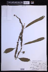 Microgramma persicariifolia image