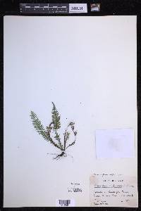 Tomophyllum subfalcatum image