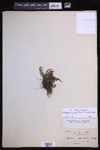 Melpomene firma image