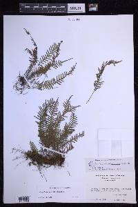 Lellingeria subimpressa image