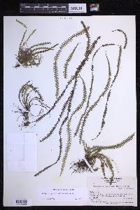 Lellingeria suspensa image