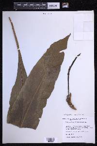 Niphidium crassifolium image