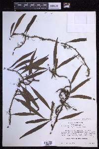 Microgramma lycopodioides image